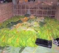 រូបលេខ៥