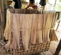រូបលេខ១១