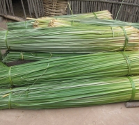 រូបលេខ១២