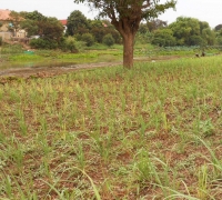 រូបលេខ១