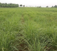 រូបលេខ៣