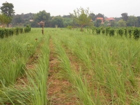 រូបលេខ៧