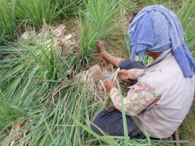 រូបលេខ៥