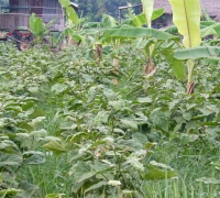 រូបលេខ១០