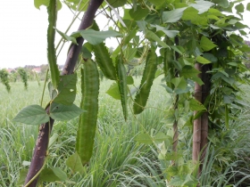 រូបលេខ១១