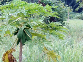 រូបលេខ១២