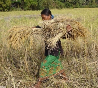 រូបលេខ២០