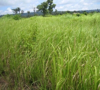រូបលេខ១