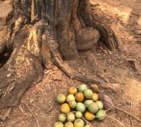រូបលេខ១