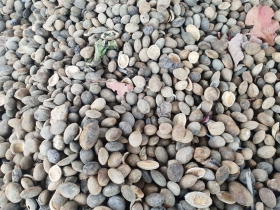 រូបលេខ២