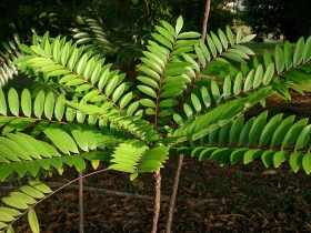 រូបលេខ១