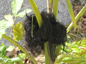 រូបលេខ៤