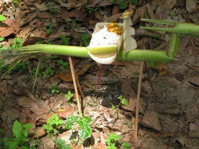 រូបលេខ៥