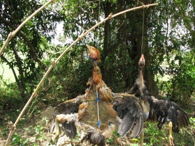 រូបលេខ១០