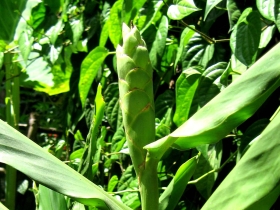 រូបលេខ៥