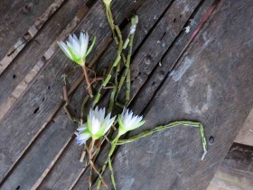 រូបលេខ៧