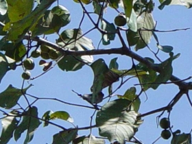 រូបលេខ២