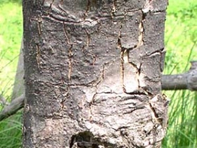 រូបលេខ២