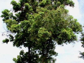 រូបលេខ១