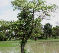 រូបលេខ៤