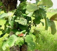 រូបលេខ៣