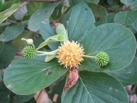 រូបលេខ៦