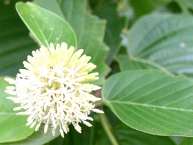 រូបលេខ៧