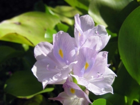 រូបលេខ៥
