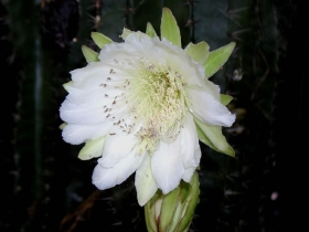 រូបលេខ១០