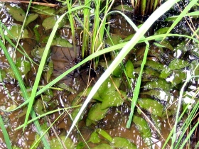 រូបលេខ៤