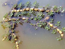 រូបលេខ២