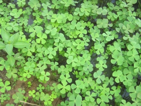 រូបលេខ៣