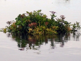 រូបលេខ៨