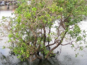 រូបលេខ៧