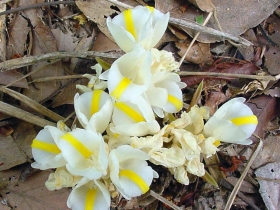 រូបលេខ១៣
