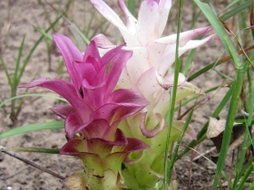 រូបលេខ១២