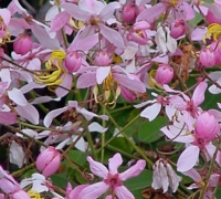 រូបលេខ៤