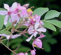រូបលេខ៥