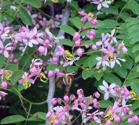 រូបលេខ៣