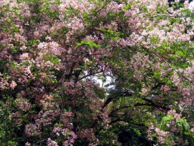 រូបលេខ២