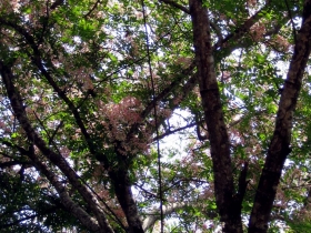 រូបលេខ១