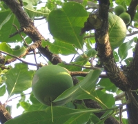 រូបលេខ៦
