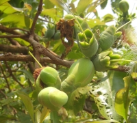 រូបលេខ៤