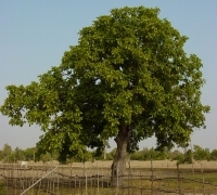 រូបលេខ១