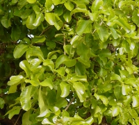 រូបលេខ២