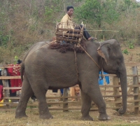 រូបលេខ១១