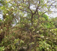រូបលេខ៣