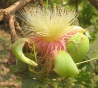 រូបលេខ៥