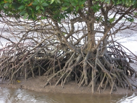 រូបលេខ១០
