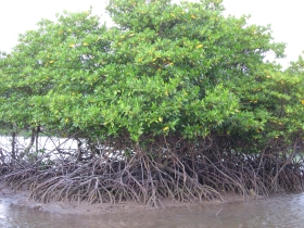 រូបលេខ៩
